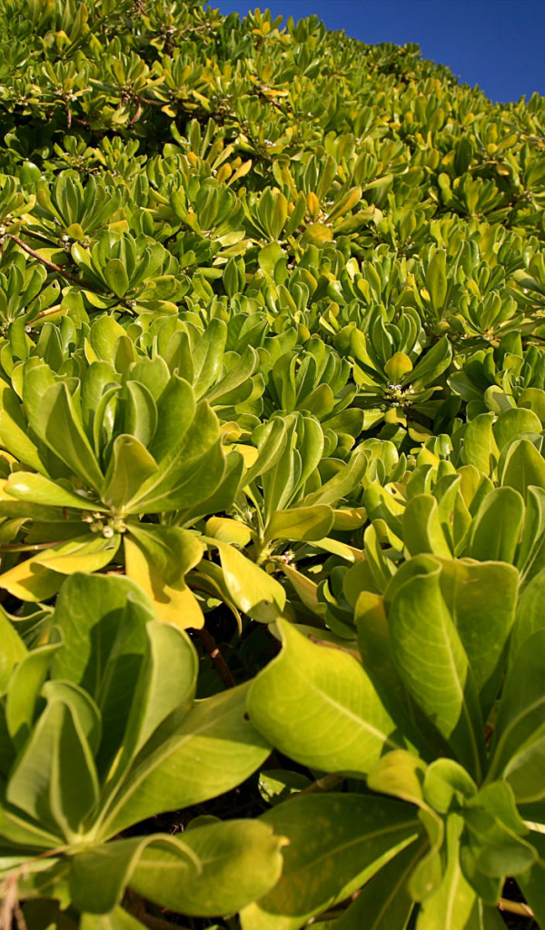 Зеленая пелена