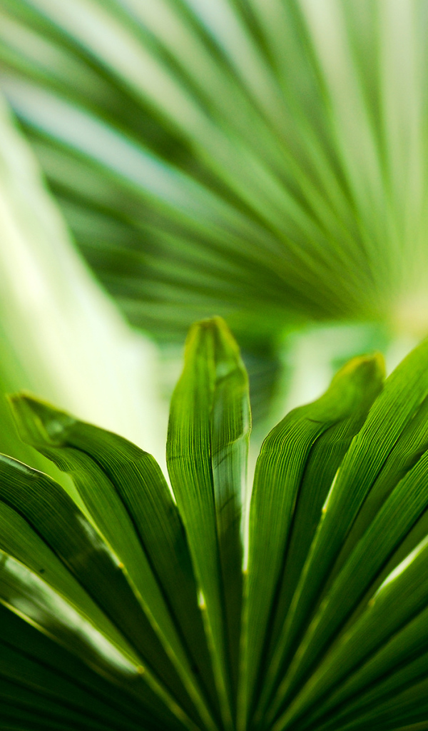 Листья зелени