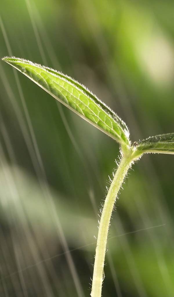 Маленький росток