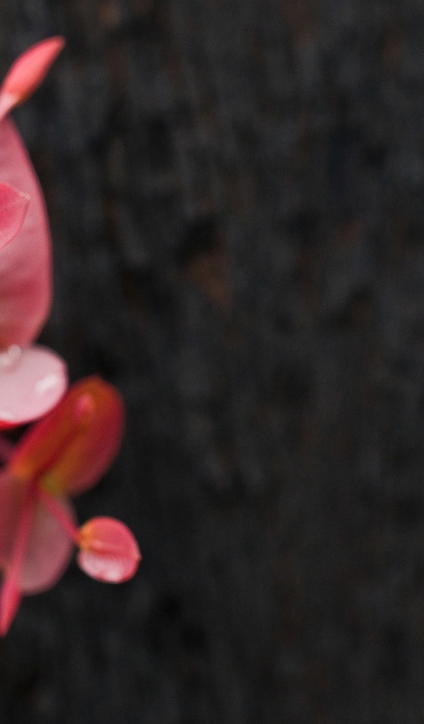 Маленькое красное растение