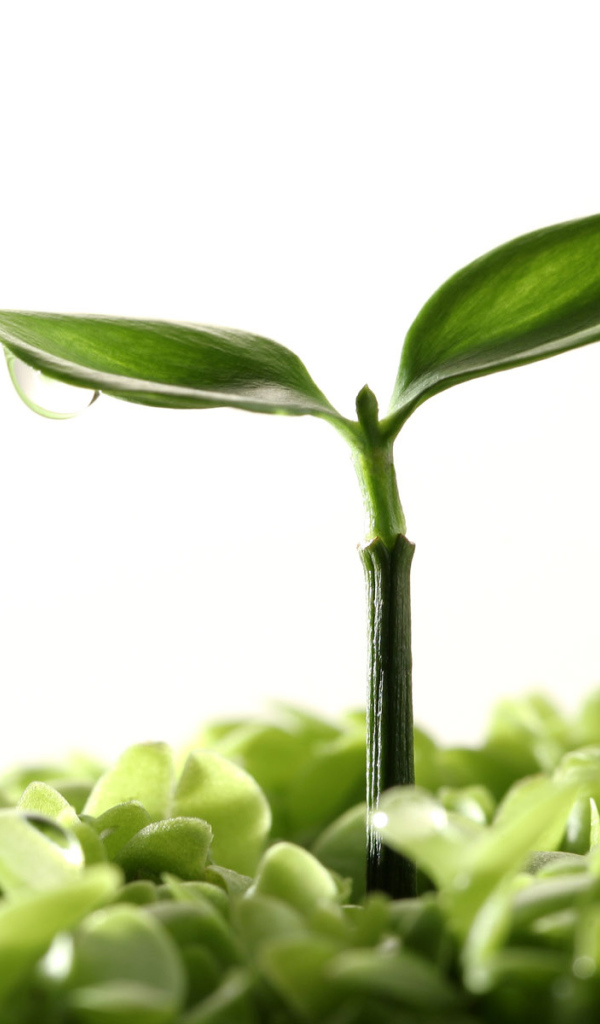 Новая жизнь