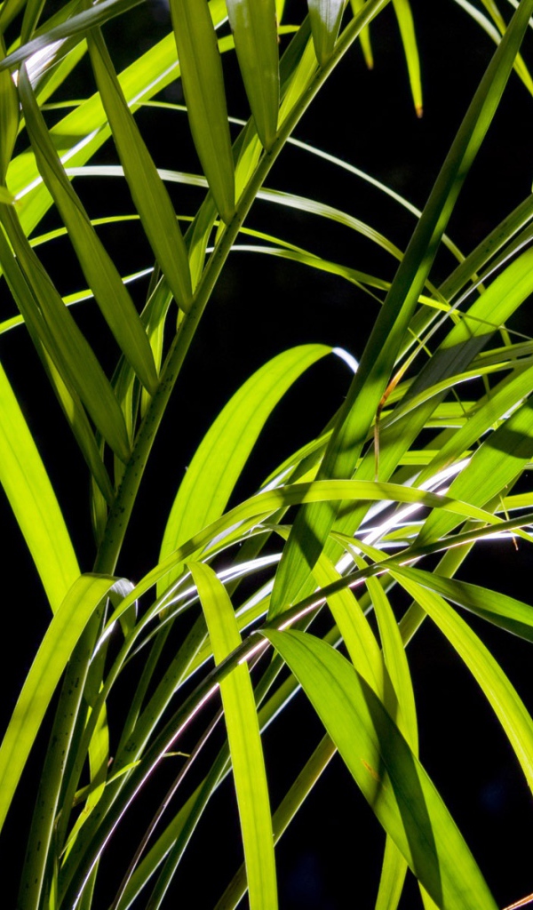 Листья пальмы