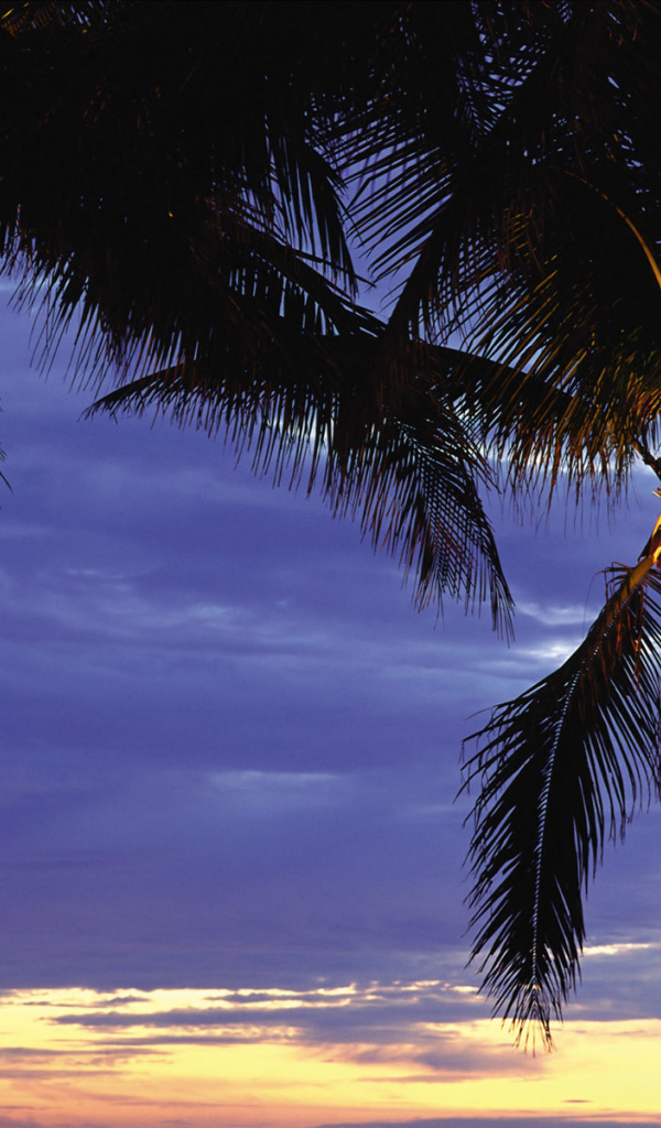 Пальмы в лучах заката