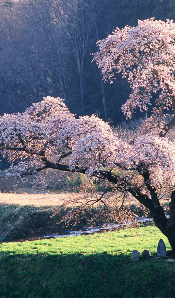 Одинокая ветка сирени