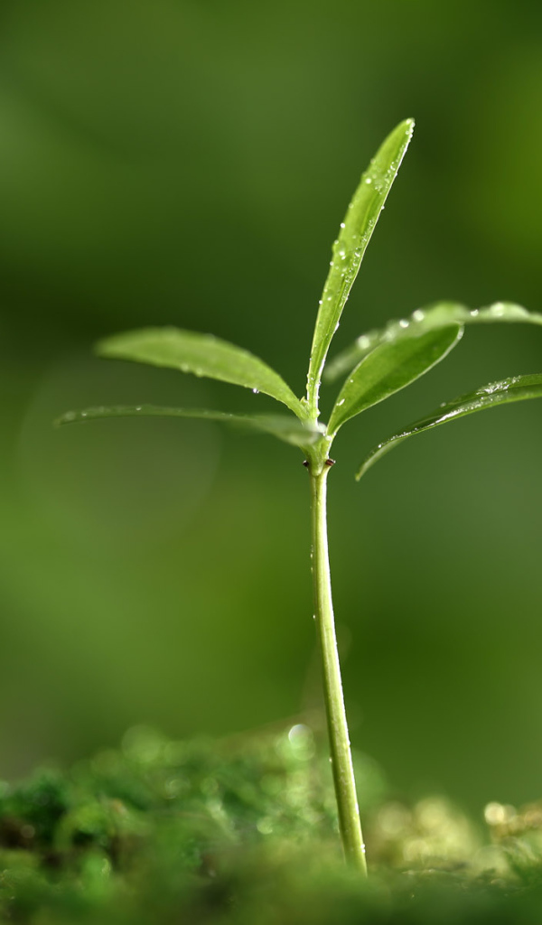 Весенняя пора