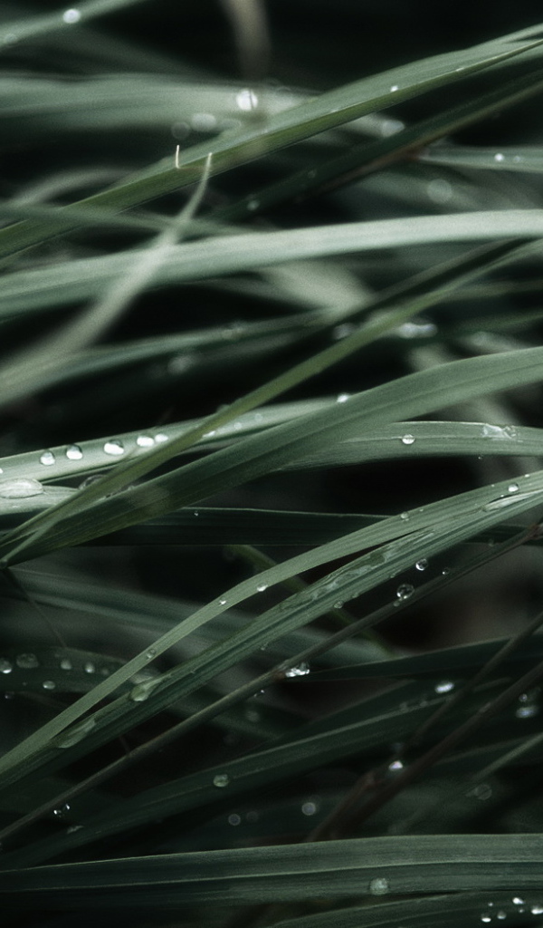 Трава после дождя