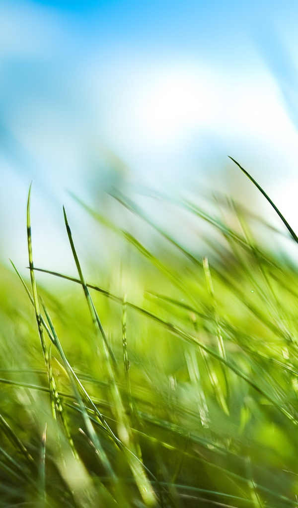 Трава у дома