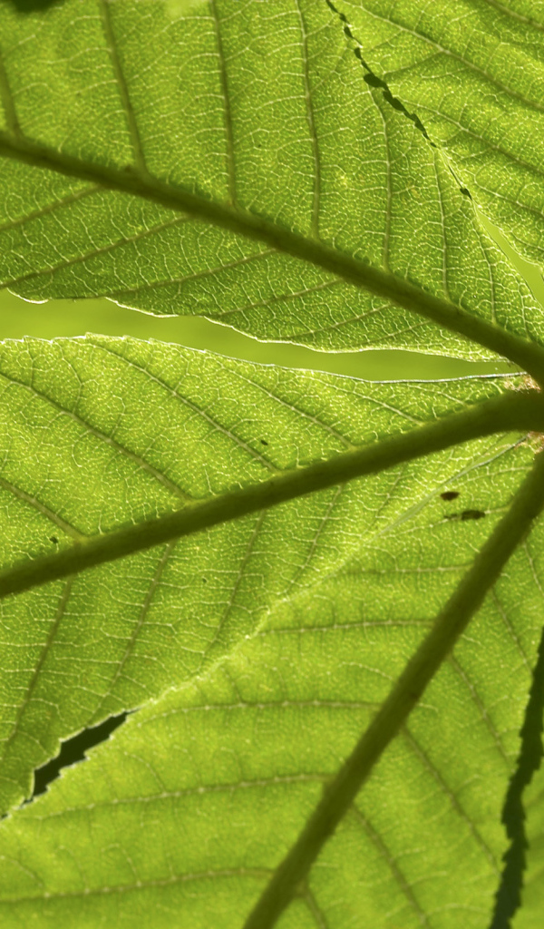 Текстура зеленого листа