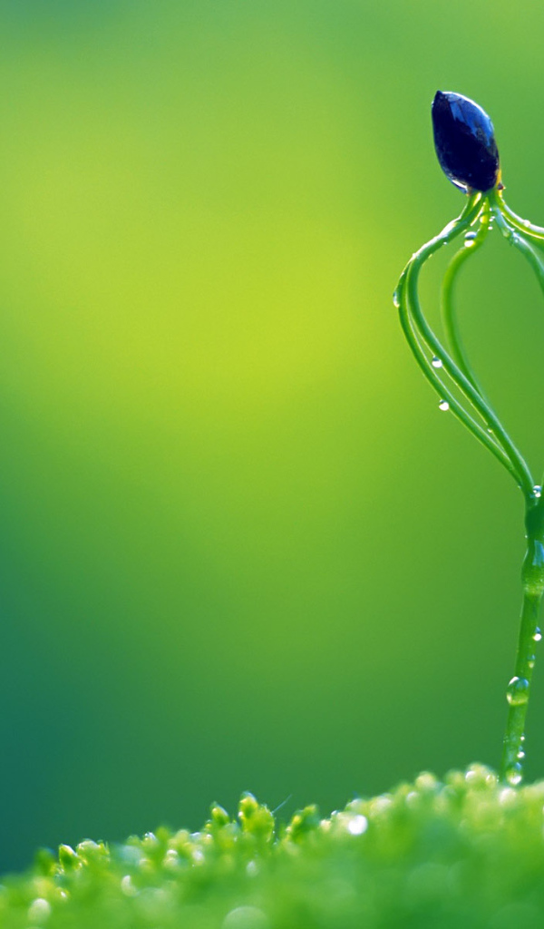 Необычное растение