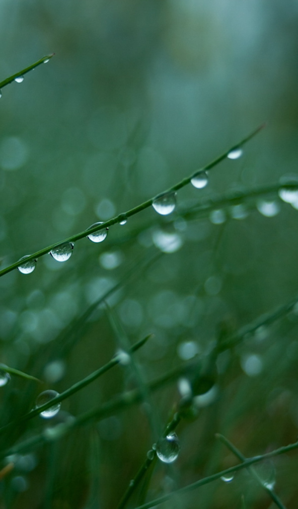 Мокрая трава