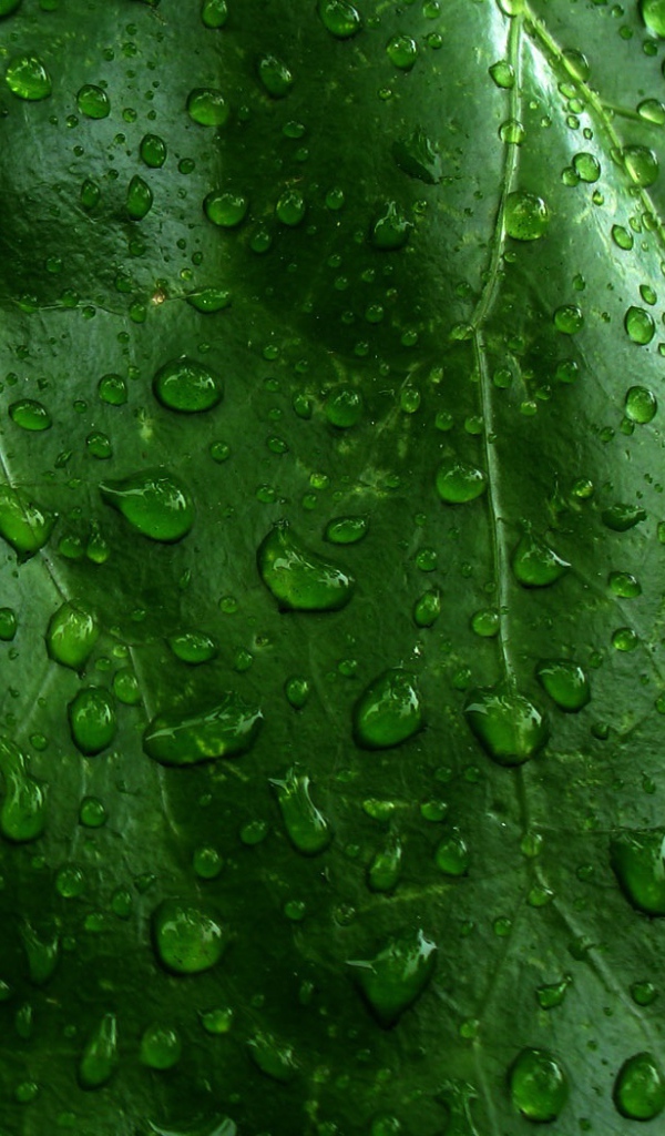 Влажный зеленый листик