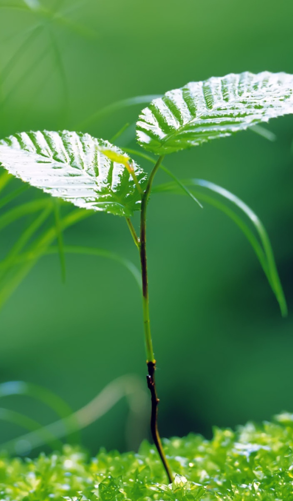 Молодая береза