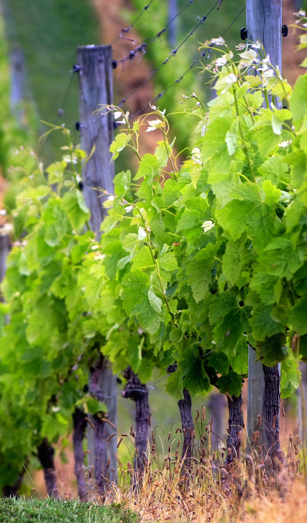 Виноградник