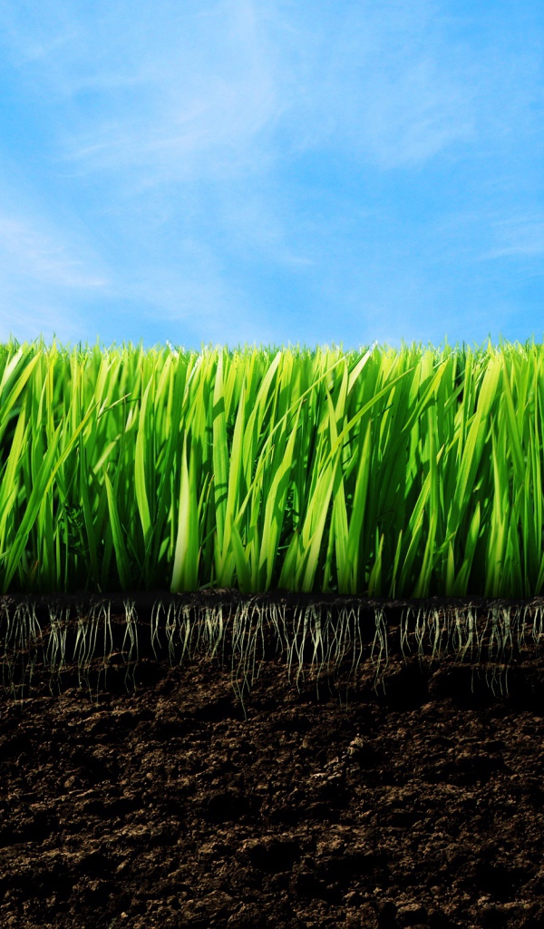 зеленая трава