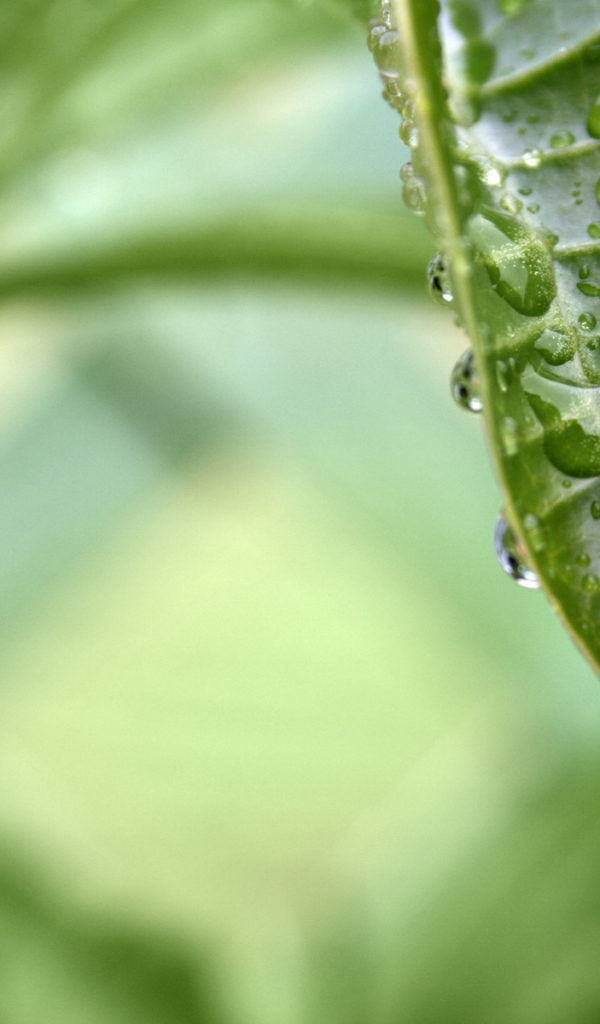 раса на листе