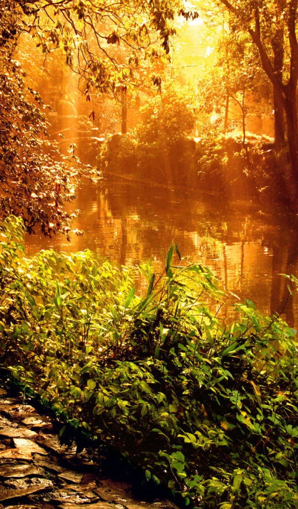 Красивый закат у лесной реки