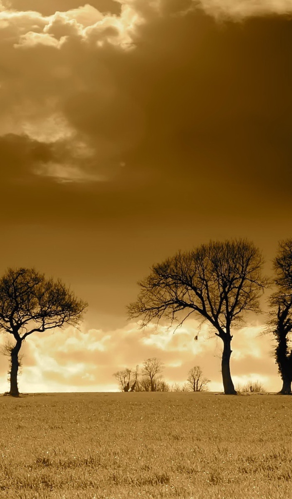 Вечерние облака