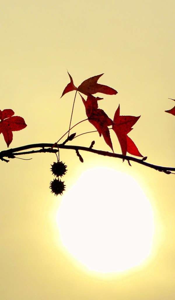 Заходящее солнце