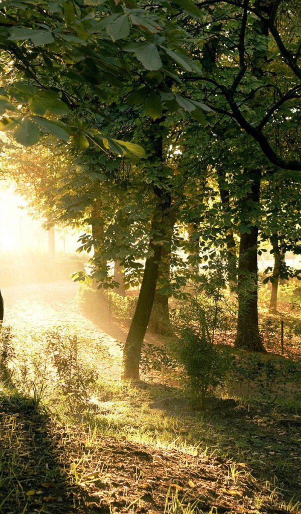 Солнечные лучи на закате