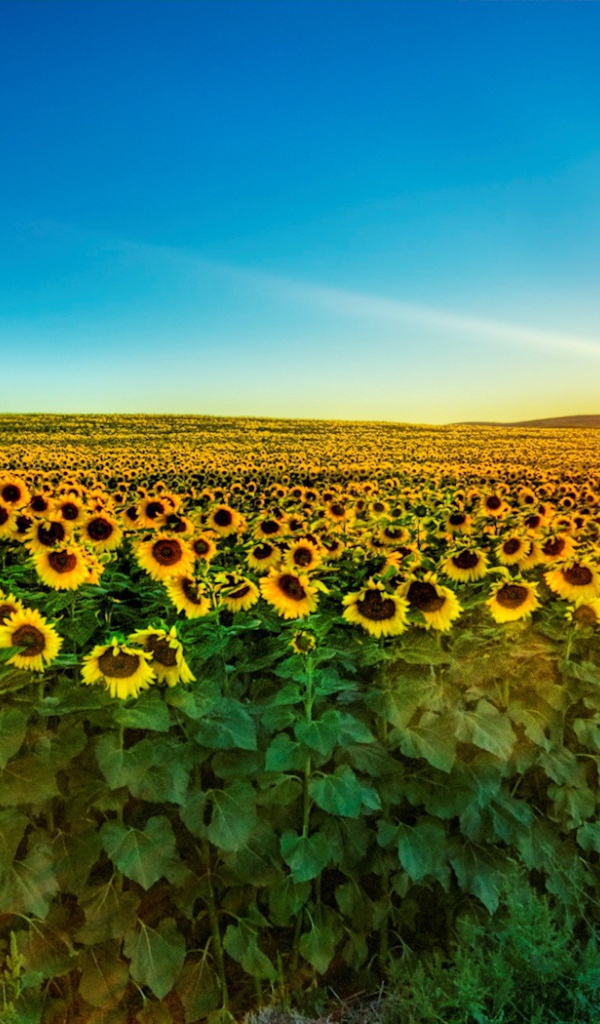 Поля подсолнуха на закате