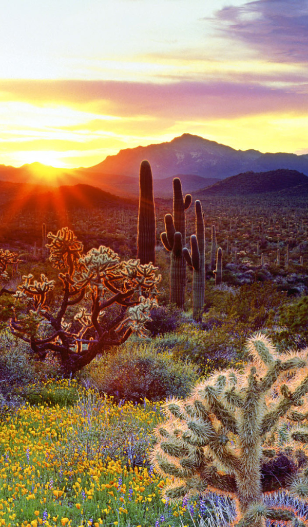 Закат и кактусы
