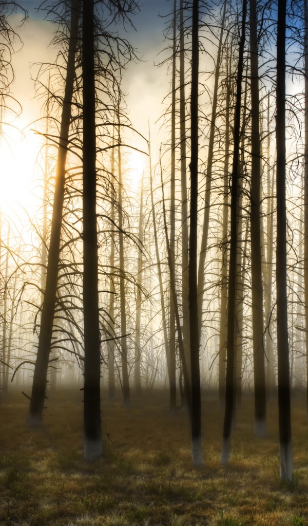 Деревья на закате