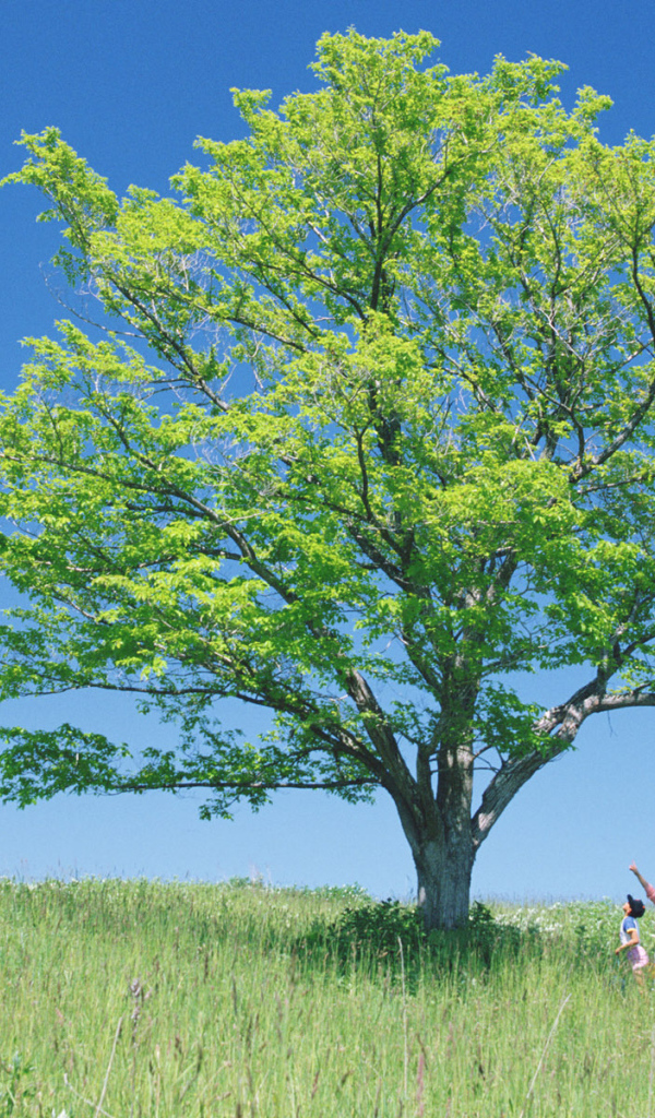 В тени высокого дерева