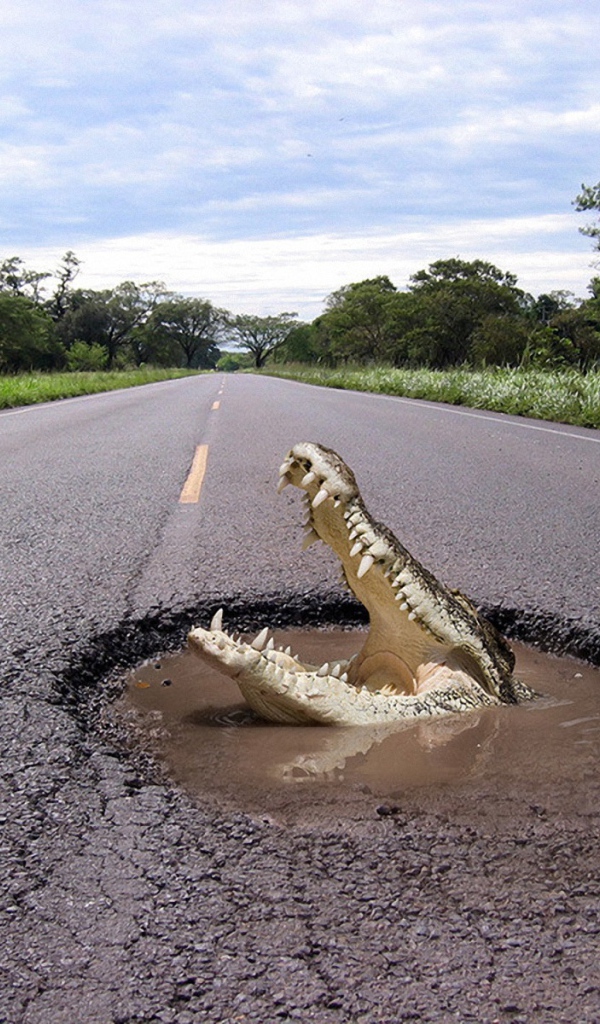 Крокодил на дороге