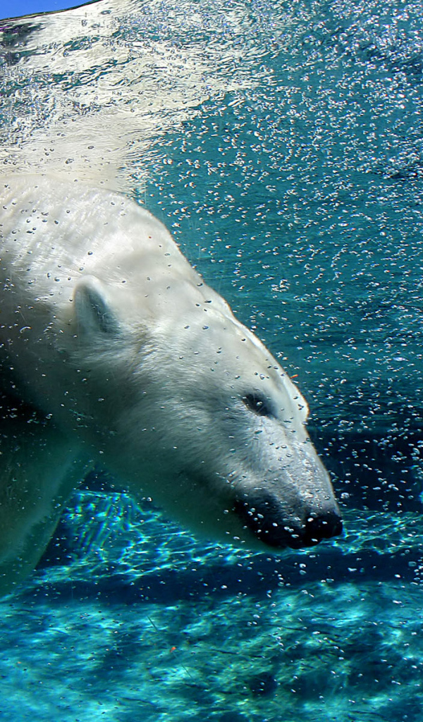 Плавающий Белый медведь