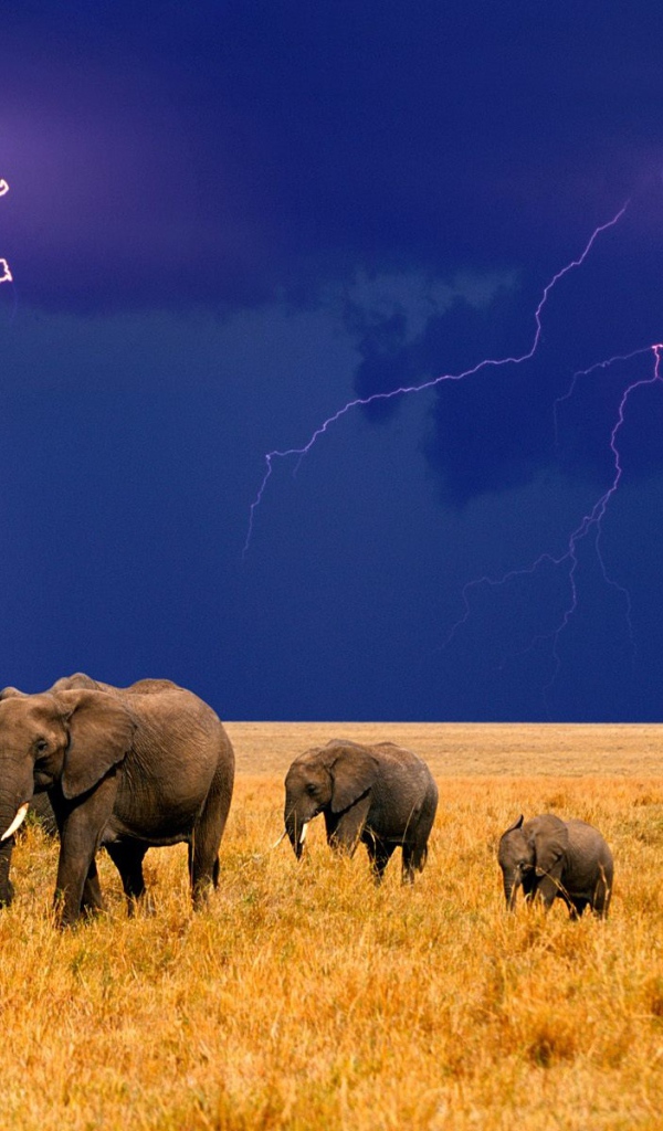 Африканские слоны Молния