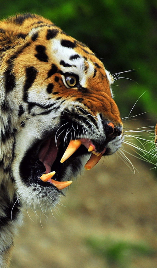 Звериная схватка