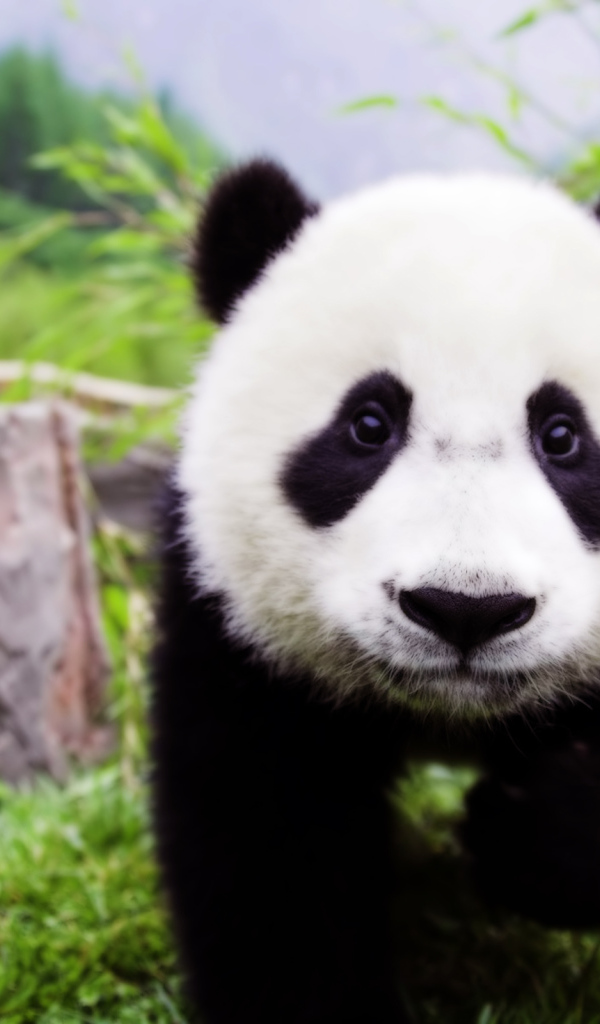 Детеныш панды