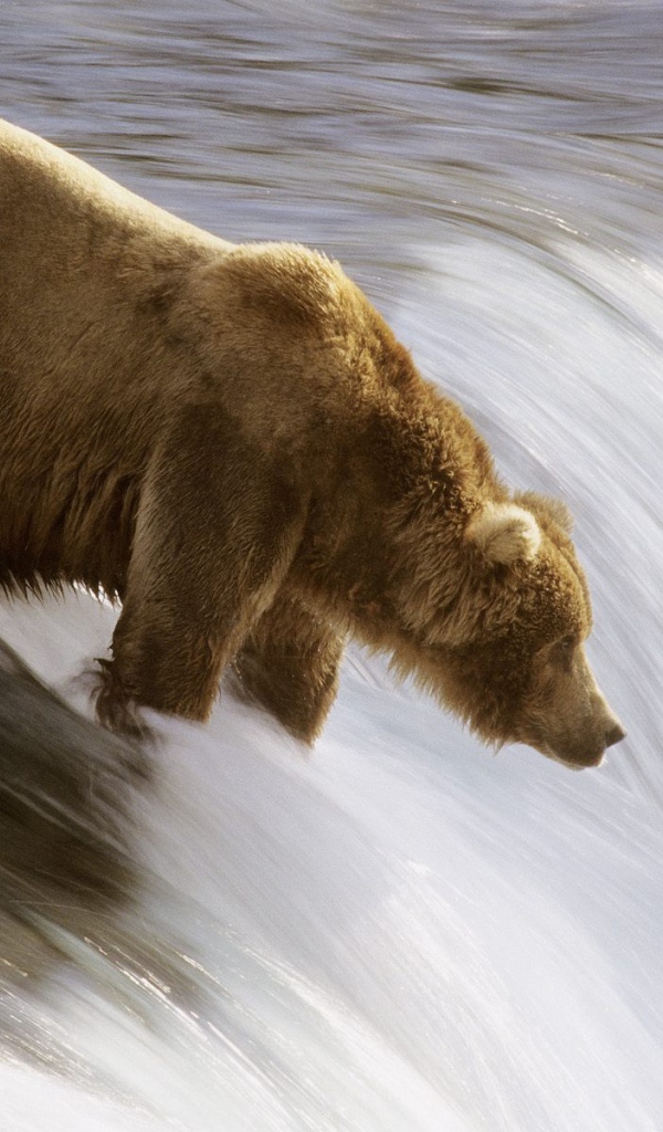 Медведь на реке