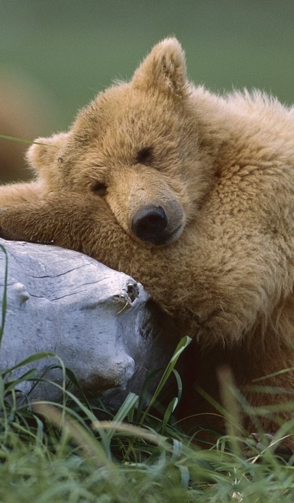 Медведь с бревном