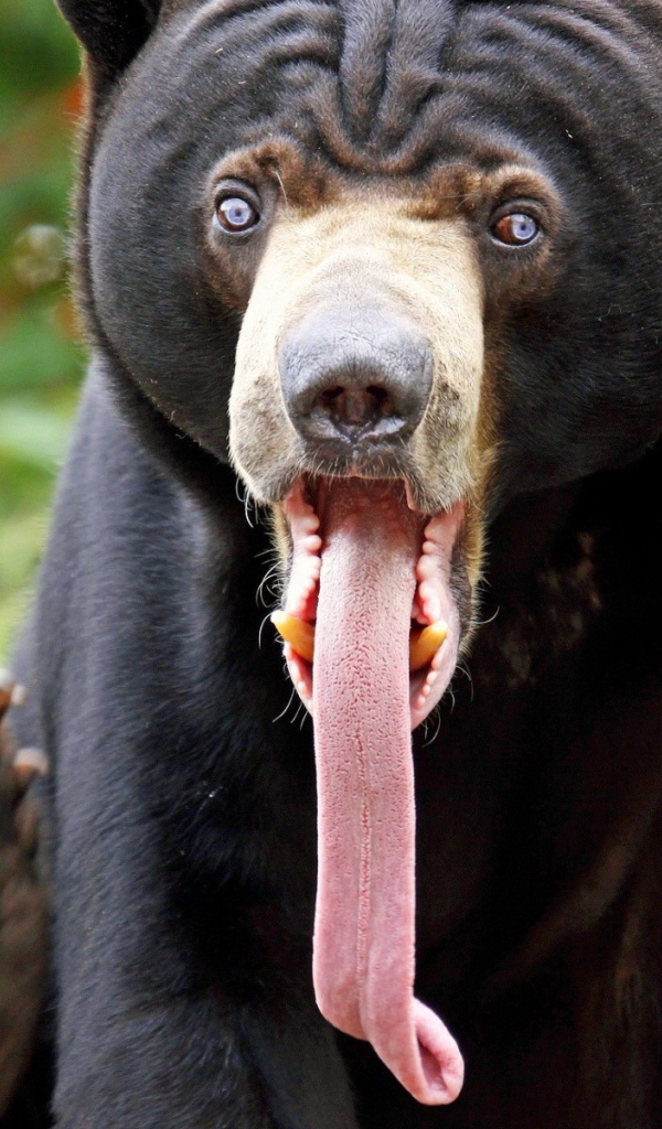 Медведь с длинным языком