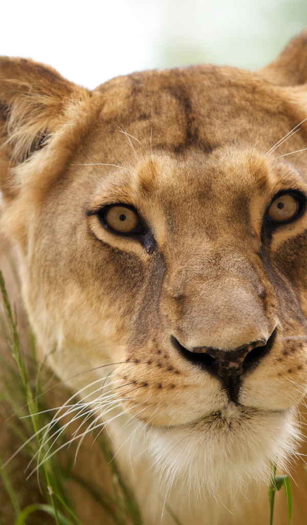 Красивая львица