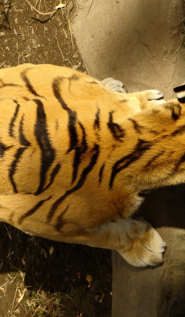 Красивый тигр