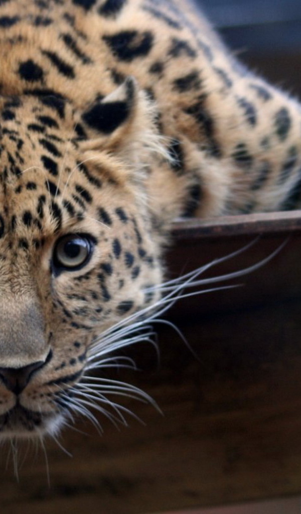 Большая пятнистая кошка