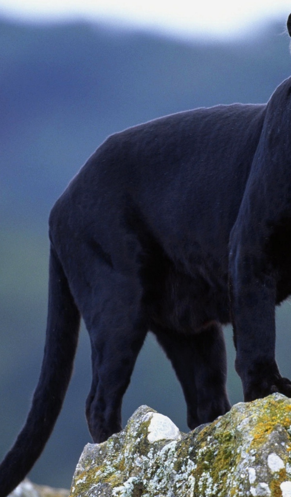 Чёрная пантера