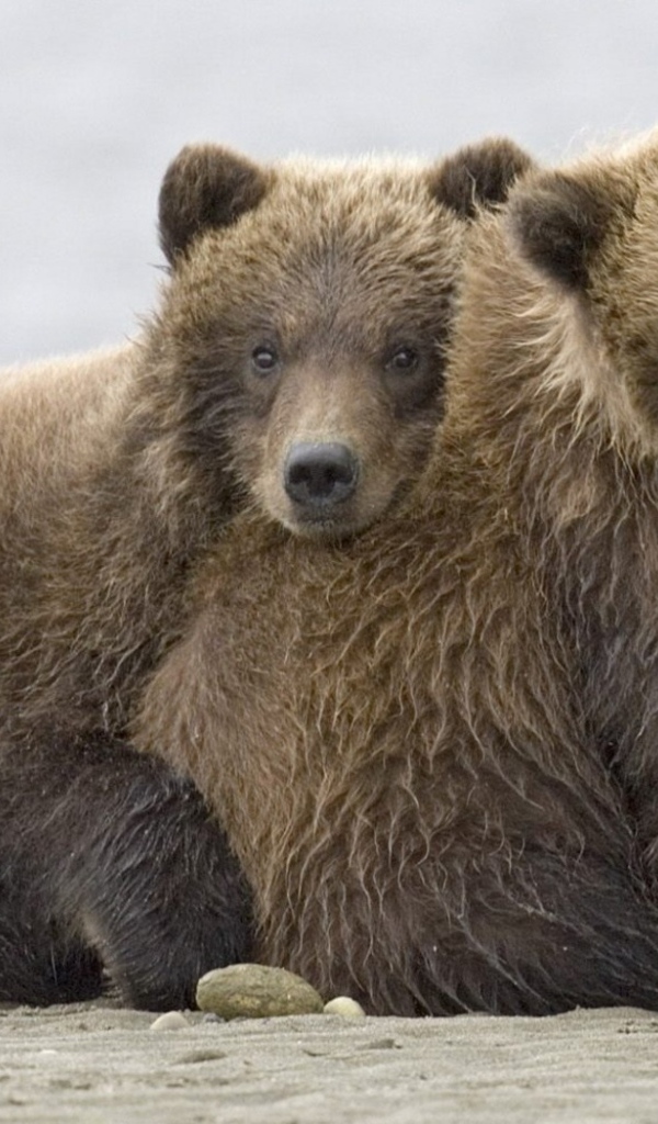 Братья медведи