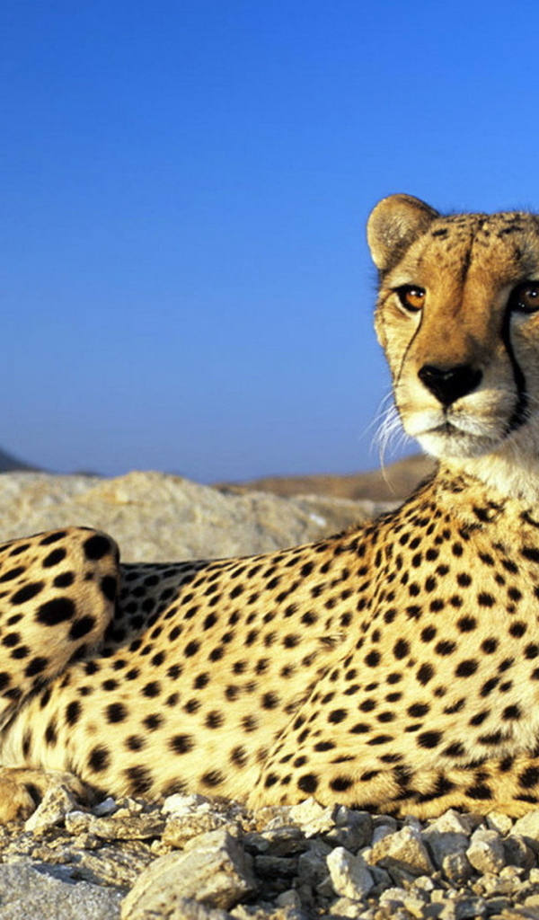 Гепард на камнях