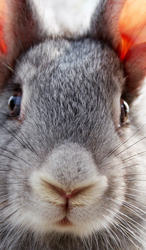 Ушастый друг