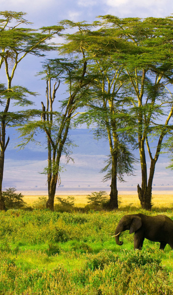 Слон в саванне