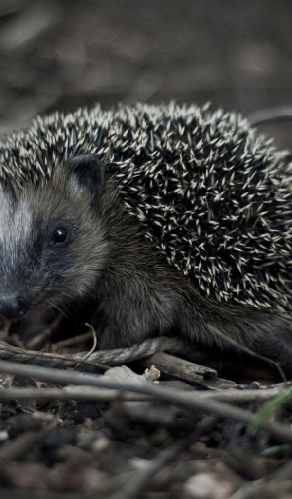 Убегающий ежик