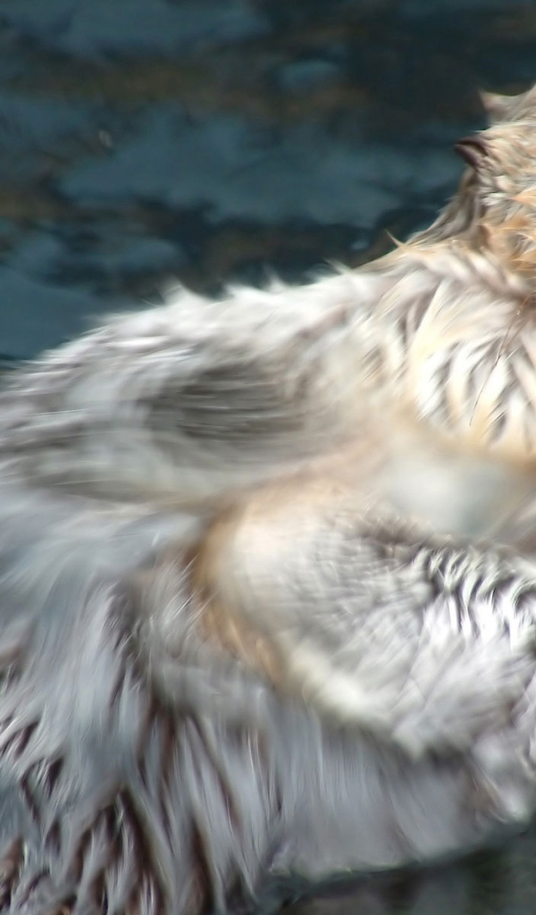 Плывущий бобер