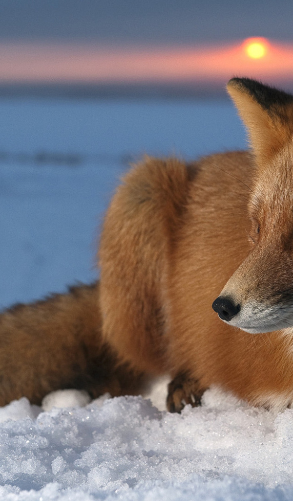 Лисица на снегу