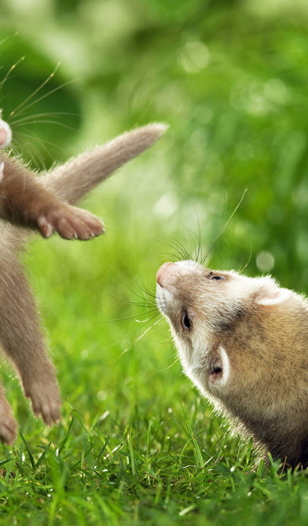 Игры хорьков