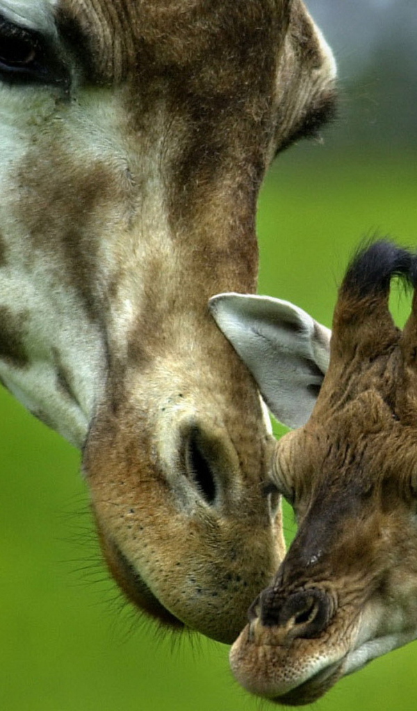 Жираф и ее малыш