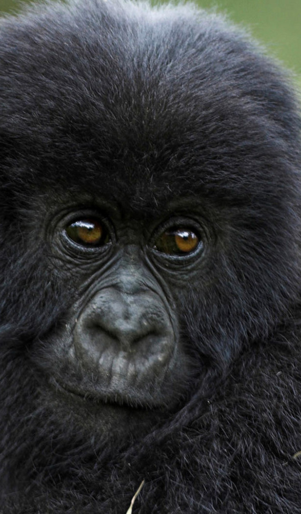 Горилла в траве