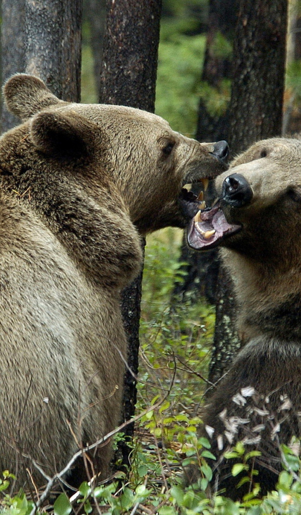 Медведи гризли